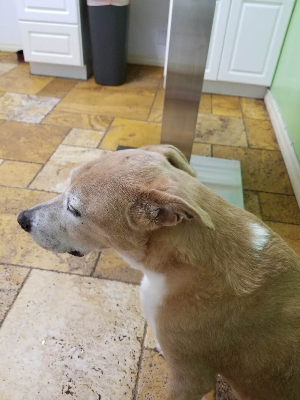 Animal Doctors of South Tampa