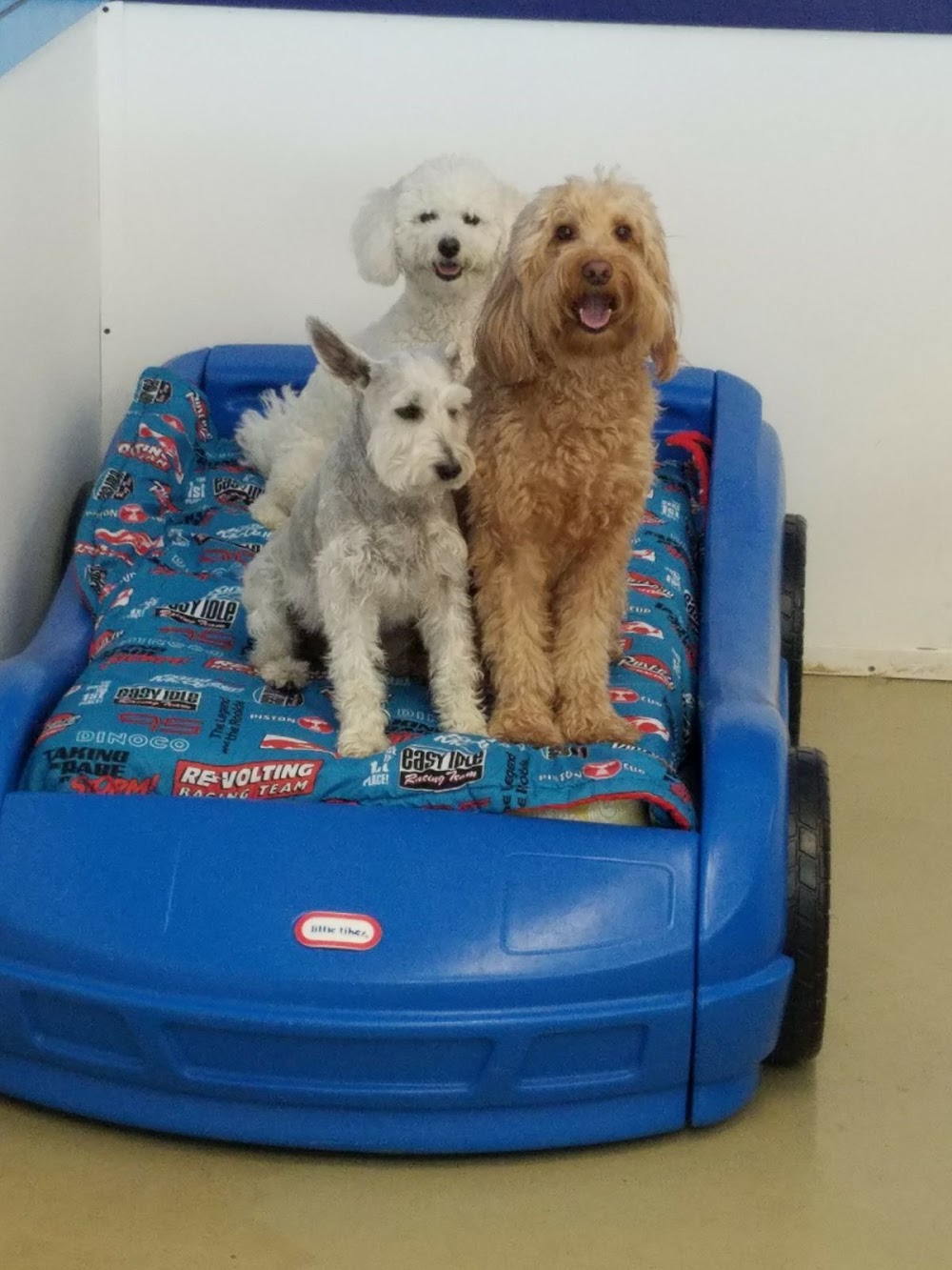 Armando Dog Training – Rompin’ Rovers