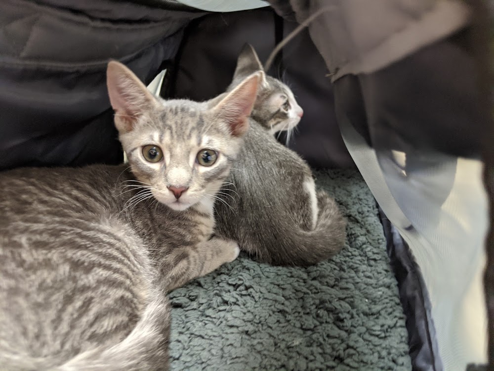 Avalon Animal Hospital