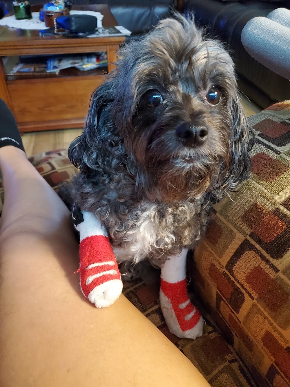 Barsch Animal Clinic