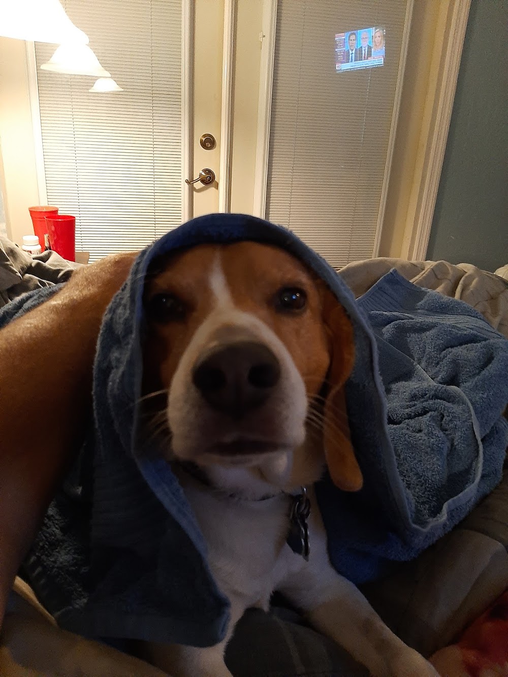 Blue Pearl Veterinary Partners: Reems Michael DVM