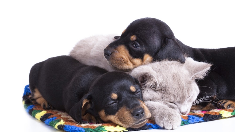 Busch Animal Hospital