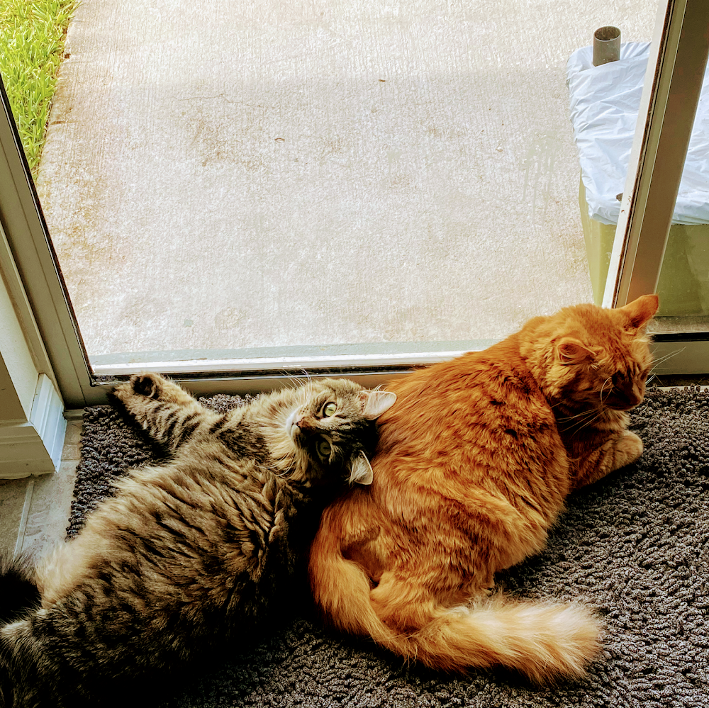 Carrollwood Community Animal Hospital