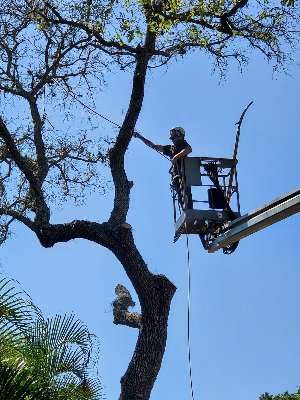 Dangling Dan’s Tree Services