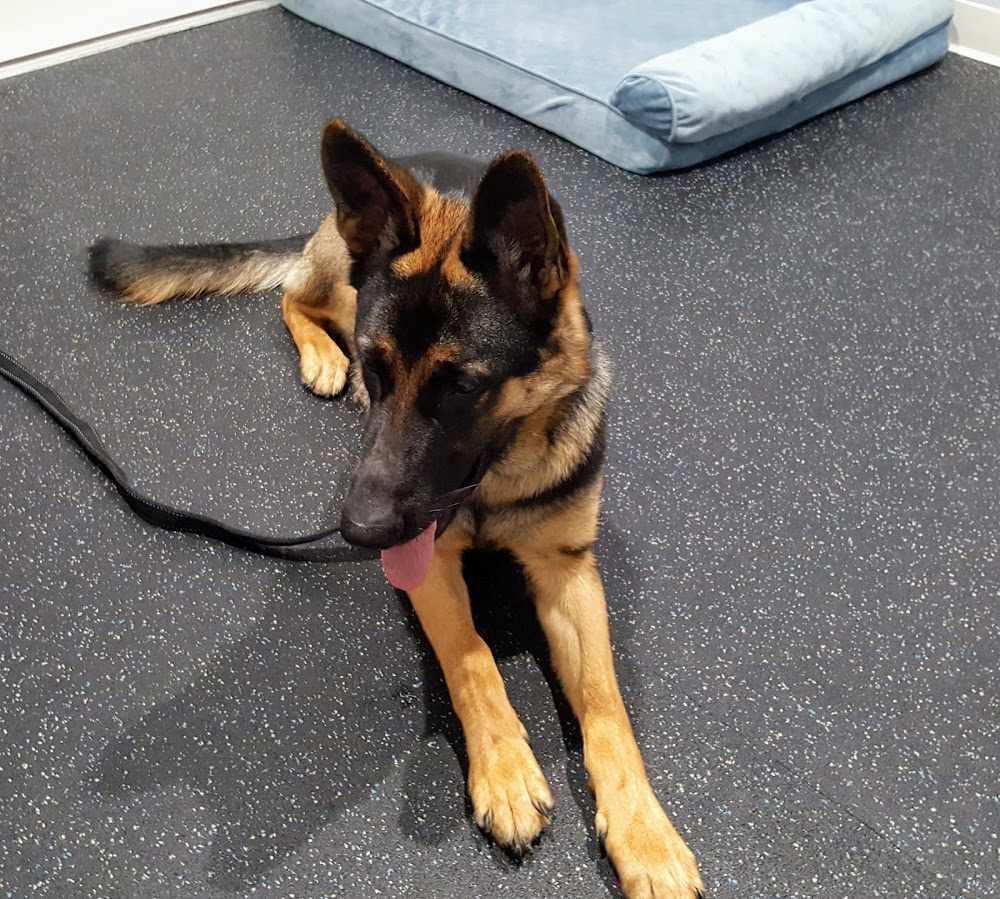 Florida Veterinary Rehabilitation and Sports Medicine