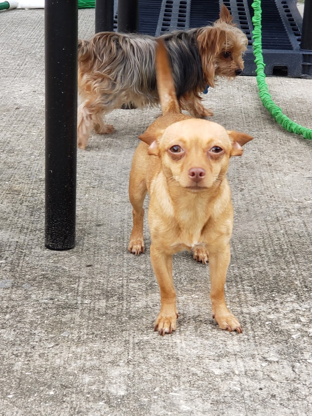 Happy Tails INC Pet Grooming