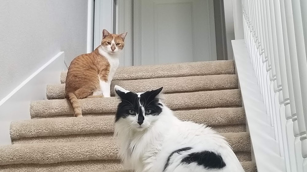 Keene Veterinary Hospital