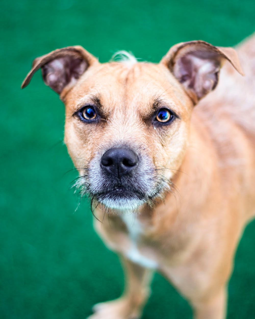 Kokoro Pet Resort + Veterinary Center