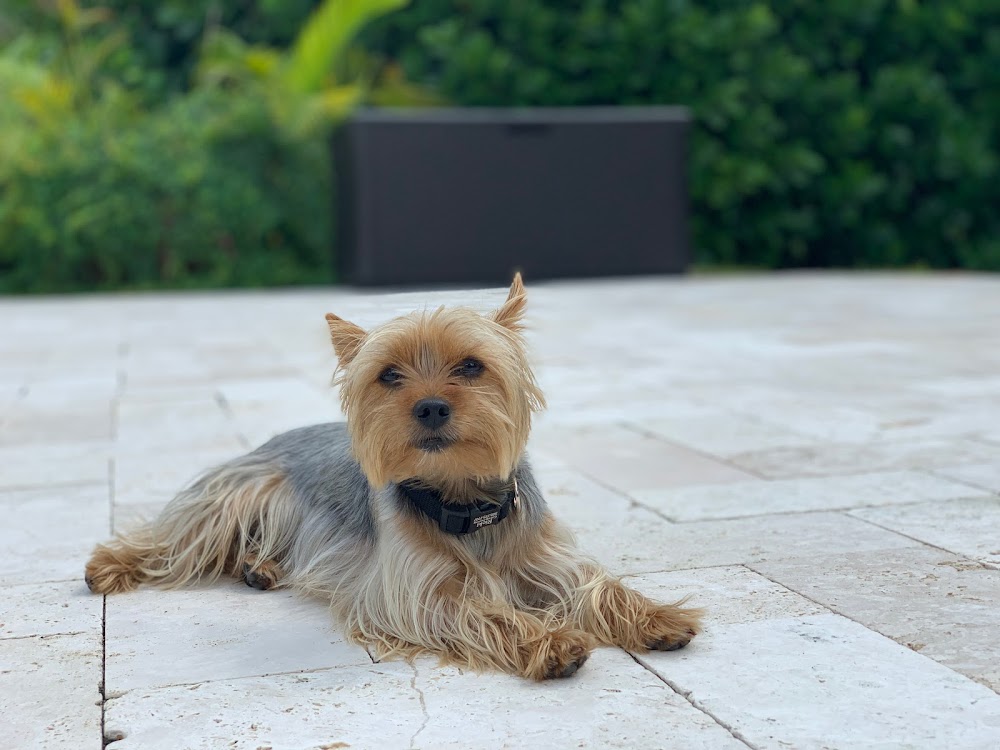 Marlie’s Dog Walking and Pet Services