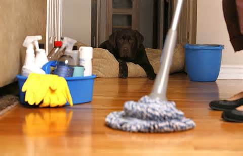 My Tampa Cleaning Service
