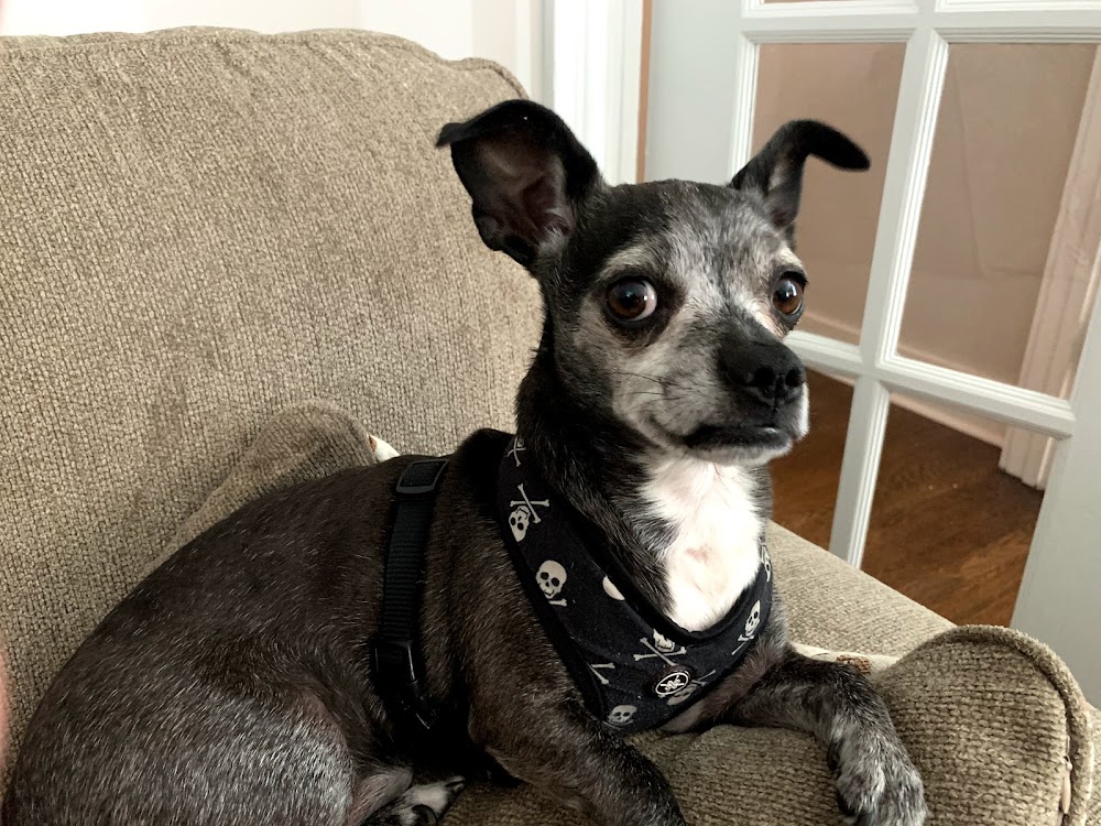 Northdale Animal Hospital