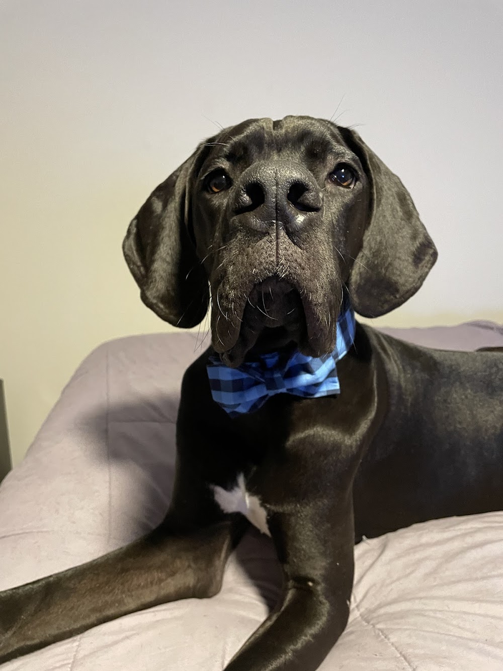 Off Leash K9 Training