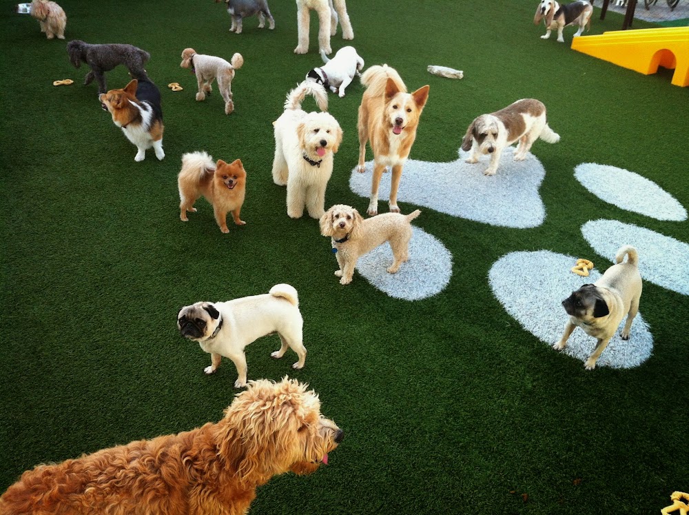 Pilar’s Pet Resort