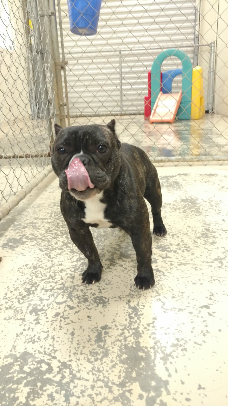 Preppy Pet Tampa West