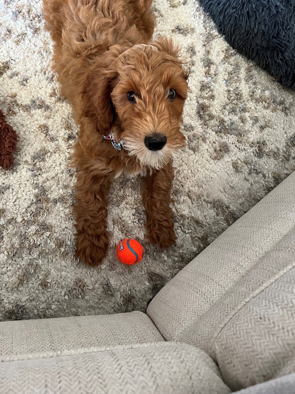 Revolution Dog Training