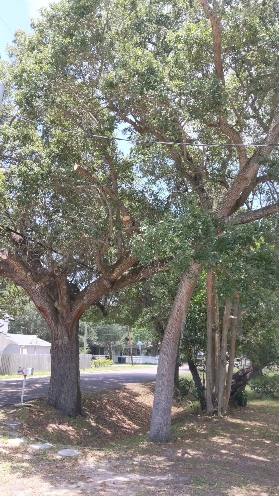 Savorelli tree service