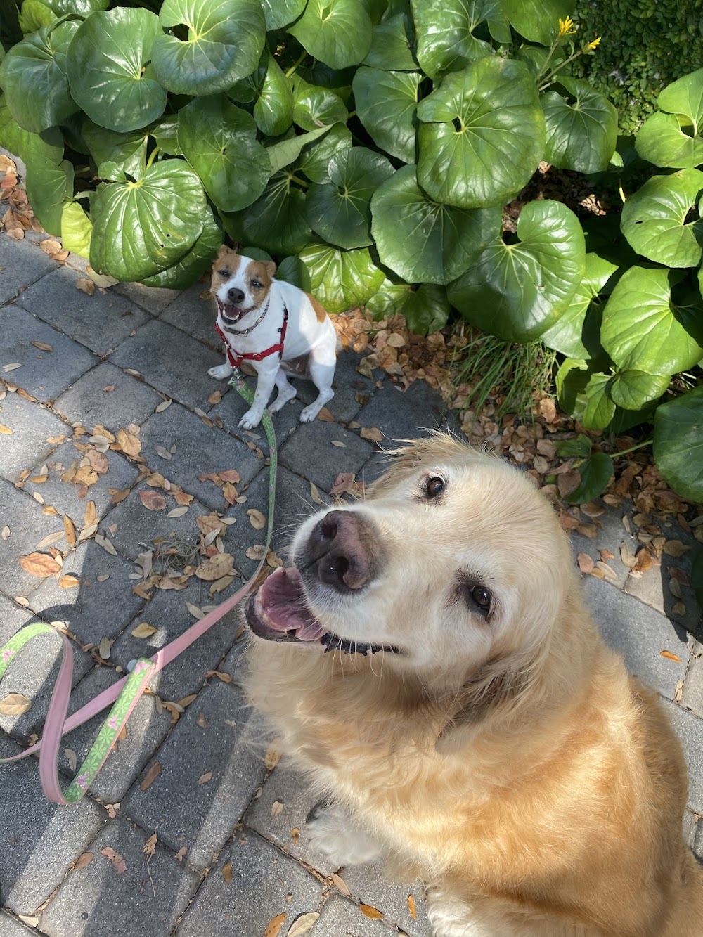 South Tampa Dog Walking