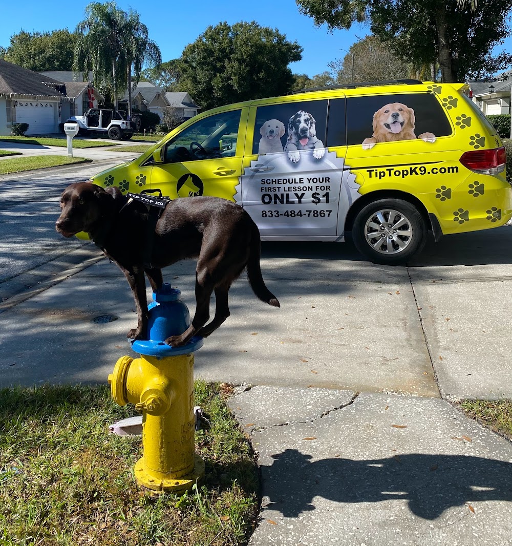 Tip Top K9 Tampa Dog Training