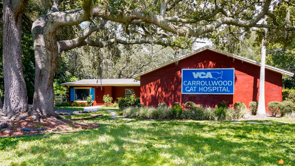 VCA Carrollwood Cat Hospital
