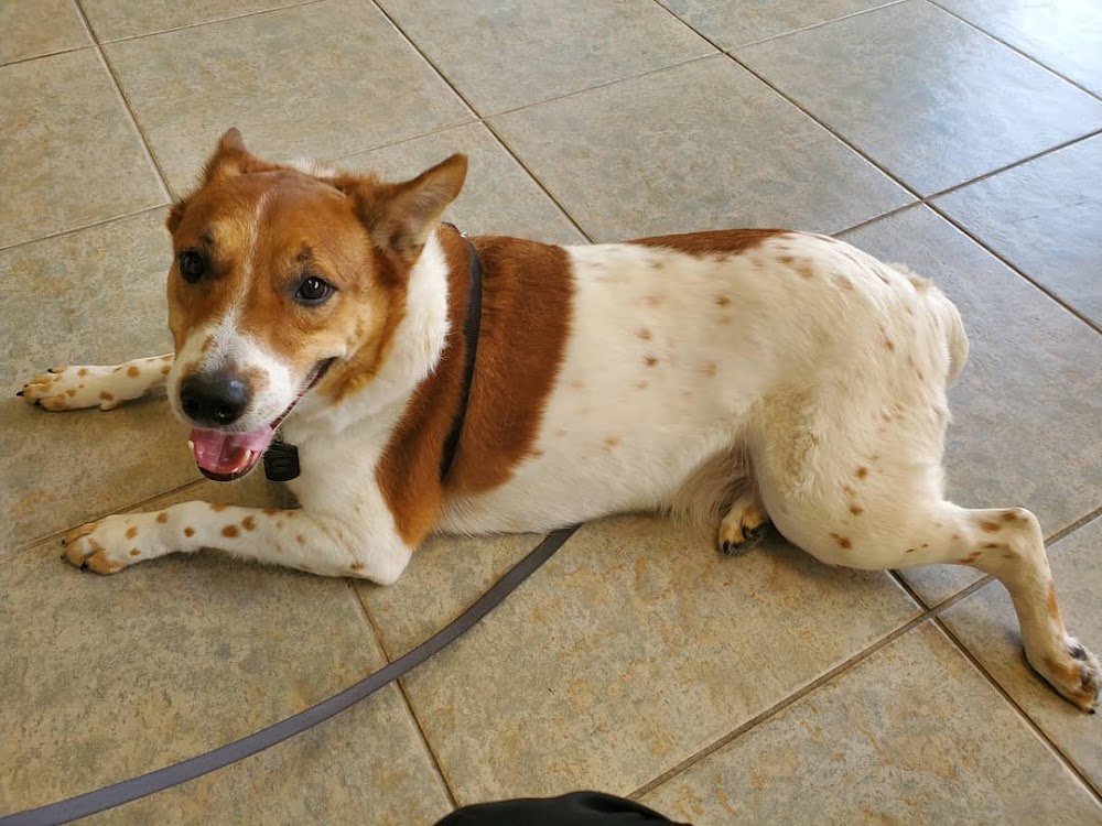 Veterinary Surgical Specialists