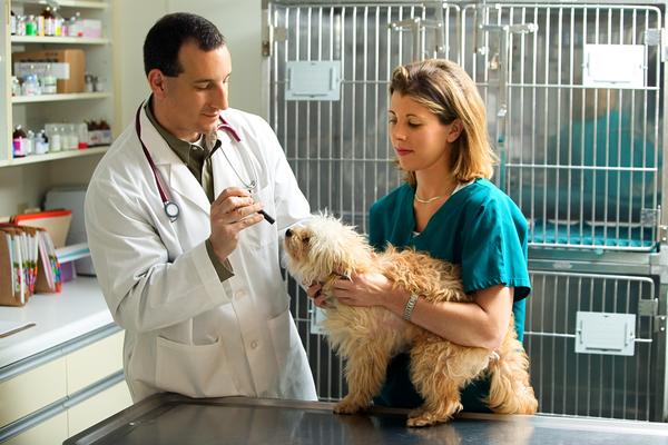 Vetria Pet Wellness & Surgery Center