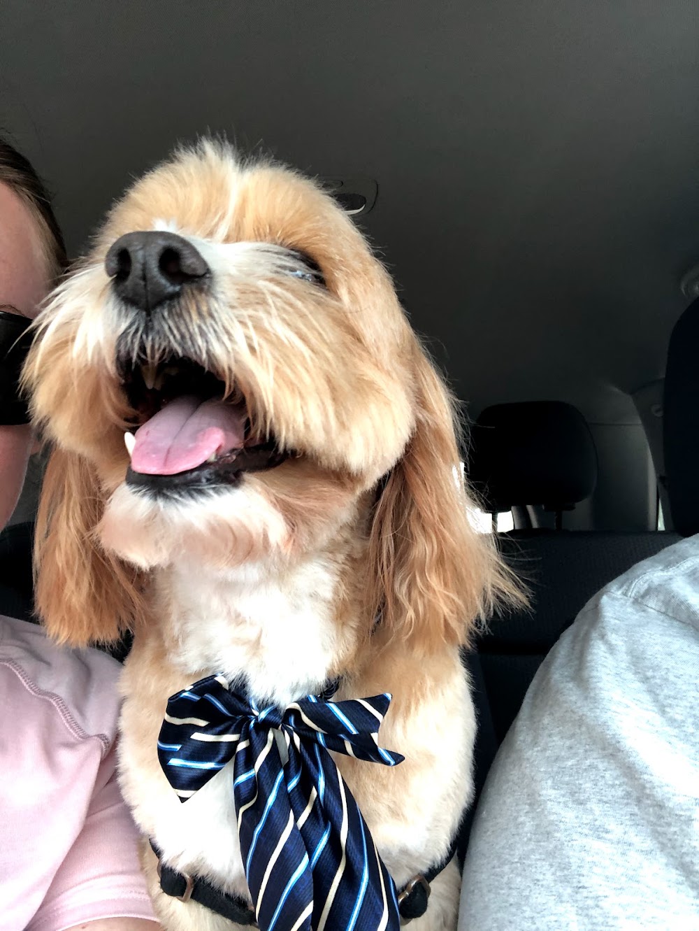 Woof Gang Bakery & Grooming South Tampa